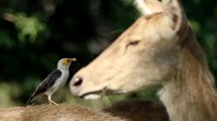 Burung Jalak Putih Blambangan (acridotheres tricolor) bersama rusa timor (cervus timorensis) berada di savana.