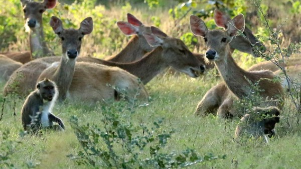Rusa timor (cervus timorensis) bersama kera ekor panjang (macaca fascicularis) mencari makan di savana.