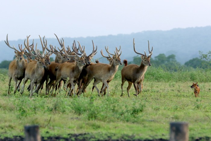 Rusa timor (cervus timorensis) bersama kera ekor panjang (macaca fascicularis) mencari makan di savana Taman Nasional Baluran, Situbondo, Jawa Timur, Jumat (5/6/2020). Ditutupnya pariwisata di TN Baluran pada masa Pandemi COVID-19, berdampak pada perilaku satwa yang biasanya beraktivitas di dalam hutan saat ini mudah dijumpai di padang savana karena tidak adanya wisatawan. ANTARA FOTO/Budi Candra Setya/pras.