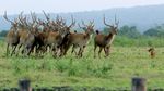 Dampak Pandemi Corona di Taman Nasional Baluran