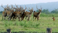 Rusa timor (cervus timorensis) bersama kera ekor panjang (macaca fascicularis) mencari makan di savana Taman Nasional Baluran, Situbondo, Jawa Timur, Jumat (5/6/2020). Ditutupnya pariwisata di TN Baluran pada masa Pandemi COVID-19, berdampak pada perilaku satwa yang biasanya beraktivitas di dalam hutan saat ini mudah dijumpai di padang savana karena tidak adanya wisatawan. ANTARA FOTO/Budi Candra Setya/pras.