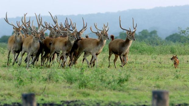 DAMPAK PANDEMI DI TAMAN NASIONAL BALURAN Rusa timor (cervus timorensis) bersama kera ekor panjang (macaca fascicularis) mencari makan di savana Taman Nasional Baluran, Situbondo, Jawa Timur, Jumat (5/6/2020). Ditutupnya pariwisata di TN Baluran pada masa Pandemi COVID-19, berdampak pada perilaku satwa yang biasanya beraktivitas di dalam hutan saat ini mudah dijumpai di padang savana karena tidak adanya wisatawan. ANTARA FOTO/Budi Candra Setya/pras.