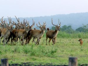 Dampak Pandemi Corona di Taman Nasional Baluran
