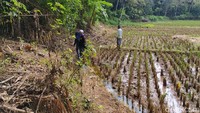 Warga setempat sebelumnya tak mengetahui di wilayahnya ada 7 sumur berjajar dan saling berdekatan.  Mereka hanya tahu satu sumur berukuran besar yang dimanfaatkan untuk air bersih. Juga digunakan untuk pengairan area persawahan.