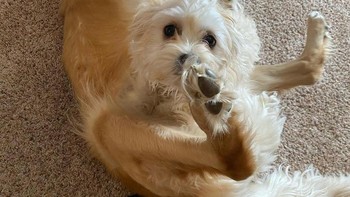 Hiii kepala anjing ini kok bisa berada di bagian perut ya? (Foto: Brightside)