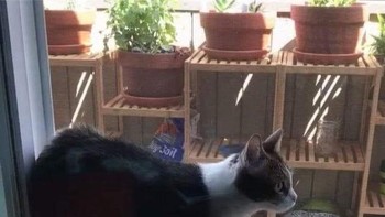 Kuing jalannya melayang. Foto: Brightside