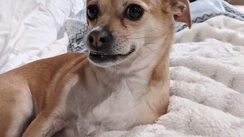 Awas salah, kuping sebelah kiri anjing ini ternyata selimut lho. (Foto: Brightside)