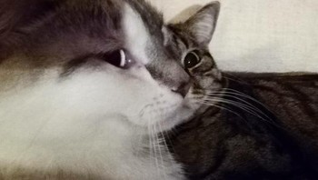 Potret dua kucing. (Foto: Brightside)