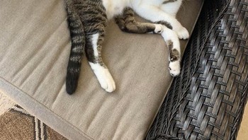 Ada yang salah kah dengan kaki kucing ini? (Foto: Brightside)