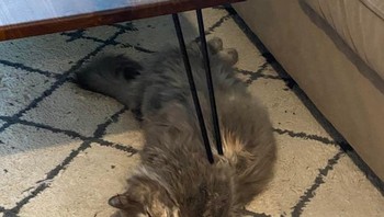 Ups! kucing ini tertusuk? (Foto: Brightside)