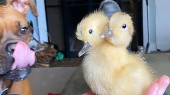 Anak bebek berkepala dua? (Foto: Brightside)