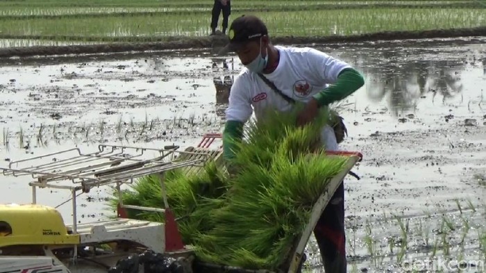 Petani di Subang