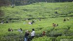 Duh, Puncak Rame Banget!