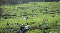 Di tengah pandemi virus Corona, sejumlah warga malah asyik mendatangi kebun teh di kawasan Puncak, Bogor.