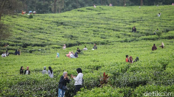 Di tengah pandemi virus Corona, sejumlah warga malah asyik mendatangi kebun teh di kawasan Puncak, Bogor. Di tengah pandemi virus Corona, sejumlah warga malah asyik mendatangi kebun teh di kawasan Puncak, Bogor.