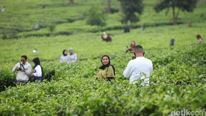 Kawasan Puncak, Bogor, Jawa Barat, mulai ramai dipadati wisatawan. Padahal Pemkot Bogor kembali memperpanjang PSBB di masa transisi selama satu bulan kedepan.