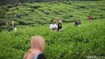 Duh, Puncak Rame Banget!