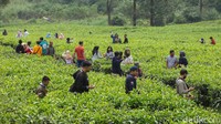 Begini suasana kawasan wisata Puncak, Bogor, Jawa Barat, hari ini, Sabtu (6/6/2020).