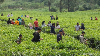 Duh, Puncak Rame Banget!