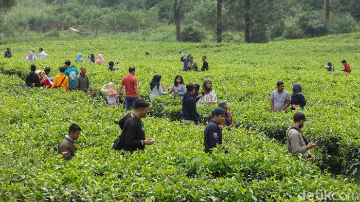Puncak Makin Ramai Wisatawan di Masa PSBB Transisi Kawasan Puncak, Bogor, Jawa Barat, mulai ramai dipadati wisatawan. Padahal Pemkot Bogor kembali memperpanjang PSBB di masa transisi selama satu bulan kedepan.