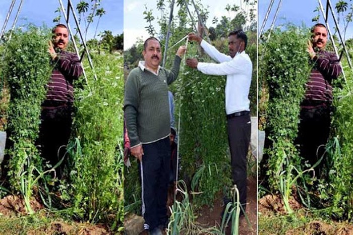 Tumbuhan Ketumbar -