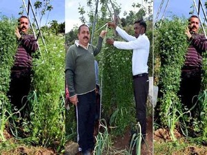 Petani Ini Pecahkan Rekor  Tanam Pohon Ketumbar Tertinggi di Dunia