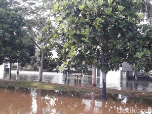 Lurah Pluit: 4 RW Terdampak Akibat Banjir Rob, 55 KK Mengungsi