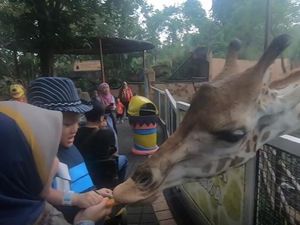 Serunya Memberi Makan Jerapah di Batu Secret Zoo