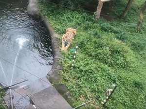 Lebih Dekat dengan Sang Raja Hutan di Batu Secret Zoo