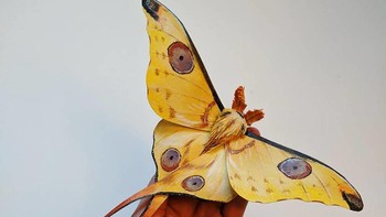 Pekerjaan utamanya adalah sebagai ilustrator dan penulis. Foto: Kerylinn Wilson via Bored Panda