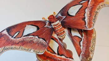 Karya-karya Wilson lainnya yang tidak kalah keren bisa kalian lihat di Instagram @the_wandering_beetle. Foto: Kerylinn Wilson via Bored Panda