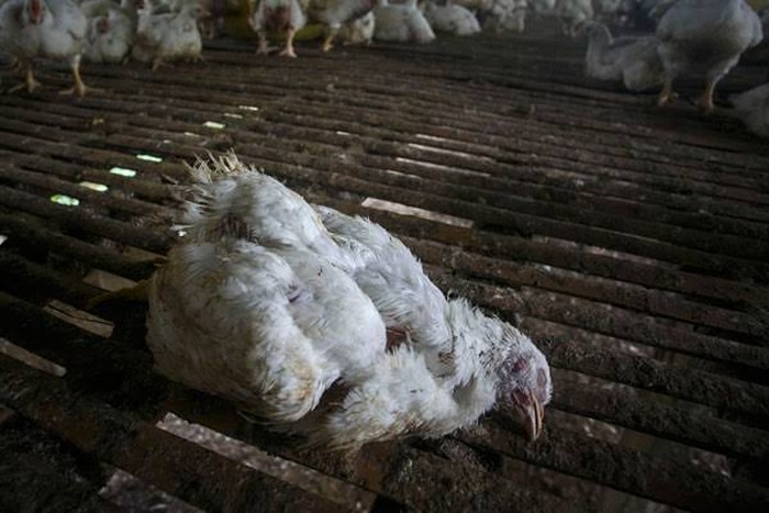 makan ayam mati