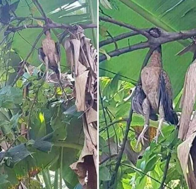 Pemulung Makan KFC Pertama Kali hingga Kehalalan Ayam Bundir