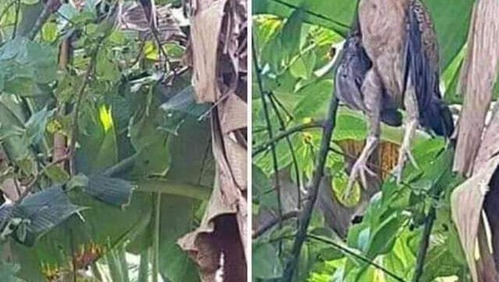 makan ayam mati makan ayam mati