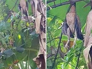 Temukan Ayam Bundir Netizen Tanya Hukumnya Makan Ayam Mati