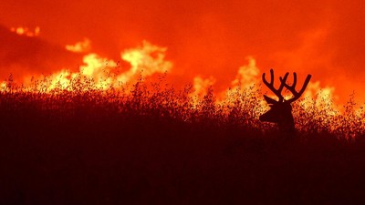 Potret Kebakaran Hutan di California