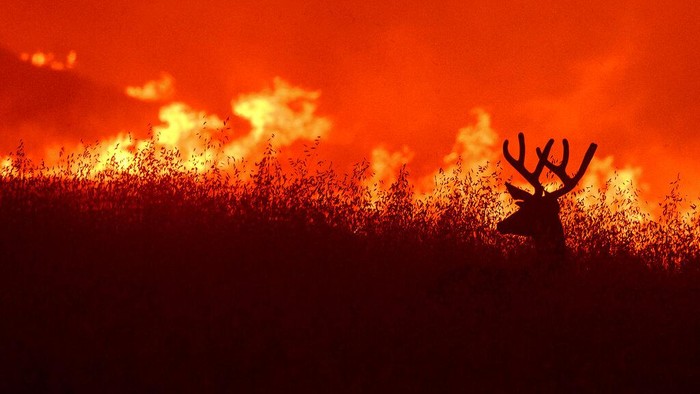 Potret Kebakaran Hutan di California Kawasan California, Amerika Serikat, dilanda kebakaran hutan. Sejumlah petugas pemadam kebakaran pun berjibaku padamkan si jago merah.
