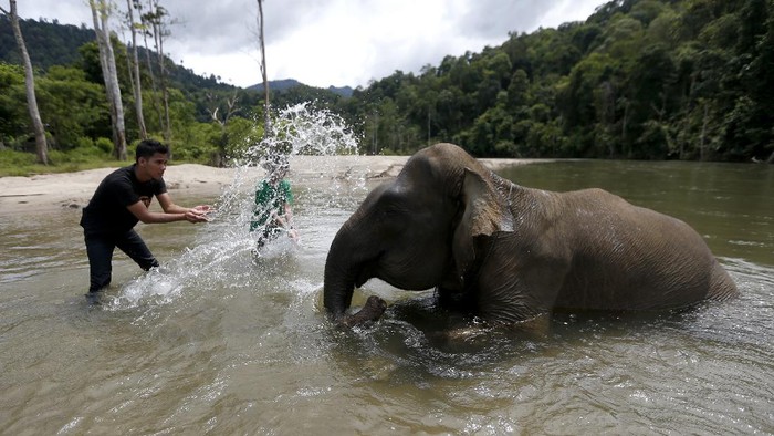 Conservation Respons Unit (CRU) Sampoiniet yang berada di Aceh kembali dibuka untuk umum. Penerapan protokol kesehatan pun dilakukan guna cegah COVID-19.