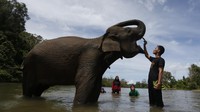 Wisatawan menyaksikan pawang (mahout) melatih gajah sumatra jinak di Conservation Respons Unit (CRU) Sampoiniet, Aceh Jaya, Aceh, Minggu (7/6/2020).
