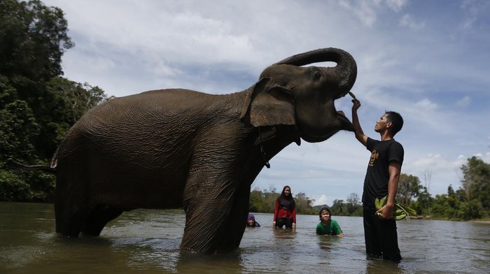 Wisata Konservasi di Aceh Dibuka Lagi Saat New Normal Conservation Respons Unit (CRU) Sampoiniet yang berada di Aceh kembali dibuka untuk umum. Penerapan protokol kesehatan pun dilakukan guna cegah COVID-19.