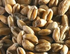 biji kurma