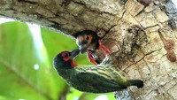 Burung takur ungkut-ungkut (coppersmith barbeth) memberi makan anaknya di Pantai Bama Taman Nasional Baluran, Situbondo, Jawa Timur. (ANTARA FOTO/BUDI CANDRA SETYA)