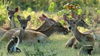 Rusa timor (Cervus timorensis) bersama kera ekor panjang (Macaca fascicularis) mencari makan di savana Taman Nasional Baluran, Situbondo, Jawa Timur. Saat ini TN Baluran ditutup untuk umum. (ANTARA FOTO/BUDI CANDRA SETYA)