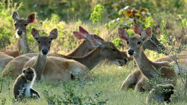 Rusa timor (cervus timorensis) bersama kera ekor panjang (macaca fascicularis) mencari makan di savana Taman Nasional Baluran, Situbondo, Jawa Timur, Jumat (5/6/2020). Ditutupnya pariwisata di TN Baluran pada masa Pandemi COVID-19, berdampak pada perilaku satwa yang biasanya beraktivitas di dalam hutan saat ini mudah dijumpai di padang savana karena tidak adanya wisatawan. ANTARA FOTO/Budi Candra Setya/pras.