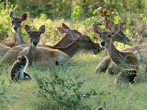 10 Spot Menarik Taman Nasional Baluran Situbondo