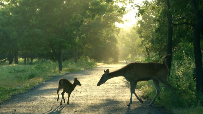 Rusa timor (cervus timorensis) beraktivitas di savana Taman Nasional Baluran, Situbondo, Jawa Timur, Jumat (5/6/2020). Ditutupnya pariwisata di TN Baluran pada masa Pandemi COVID-19, berdampak pada perilaku satwa yang biasanya beraktivitas di dalam hutan saat ini mudah dijumpai di padang savana karena tidak adanya wisatawan. ANTARA FOTO/Budi Candra Setya/pras.