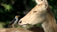 Burung Jalak Putih Blambangan (Acridotheres tricolor) bersama rusa timor (Cervus timorensis) berada di savana Taman Nasional Baluran, Situbondo, Jawa Timur. (ANTARA FOTO/BUDI CANDRA SETYA)
