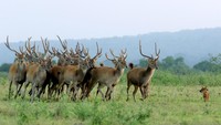 Predator Ajak ( Cuon alpinus) berburu rusa timor (Cervus timorensis) di savana Taman Nasional Baluran, Situbondo, Jawa Timur akhir pekan lalu. Ditutupnya pariwisata di TN Baluran pada masa Pandemi COVID-19, berdampak pada perilaku satwa yang biasanya beraktivitas di dalam hutan saat ini mudah dijumpai di padang savana karena tidak adanya wisatawan. (ANTARA FOTO/BUDI CANDRA SETYA)