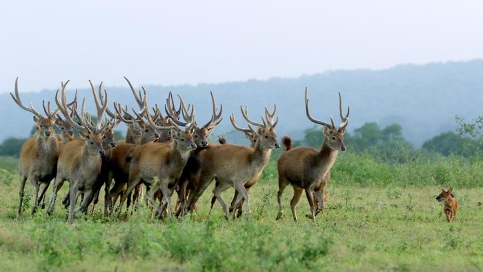 Predator Ajak ( Cuon alpinus) berburu rusa timor (cervus timorensis) di savana Taman Nasional Baluran, Situbondo, Jawa Timur, Jumat (5/6/2020). Ditutupnya pariwisata di TN Baluran pada masa Pandemi COVID-19, berdampak pada perilaku satwa yang biasanya beraktivitas di dalam hutan saat ini mudah dijumpai di padang savana karena tidak adanya wisatawan. ANTARA FOTO/Budi Candra Setya/pras.