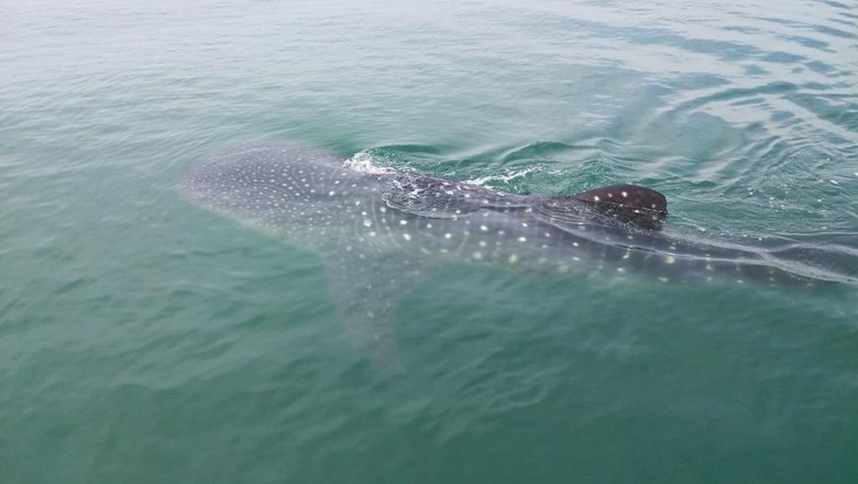 Hiu Tutul di Pasuruan Puluhan hiu tutul muncul di perairan Pasuruan hingga Sidoarjo. Kawanan ikan raksasa ini bisa dilihat jelas karena kondisi lautan yang jernih.